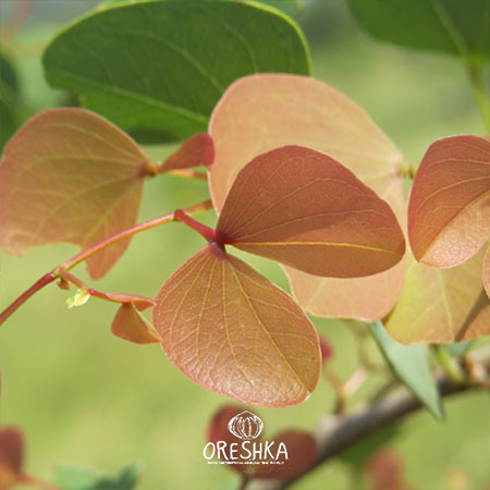 Seeds of Hardwickia binata — 10 pcs