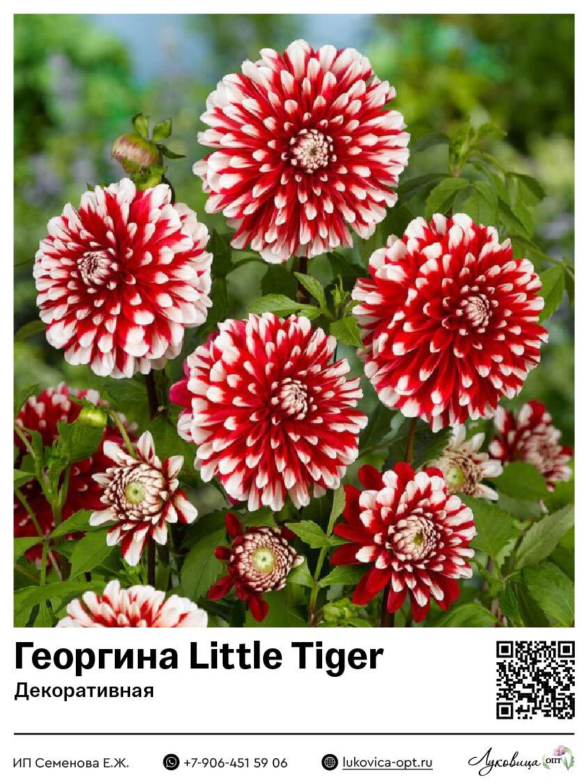 Георгина Little Tiger (Декоративная) 1 шт
