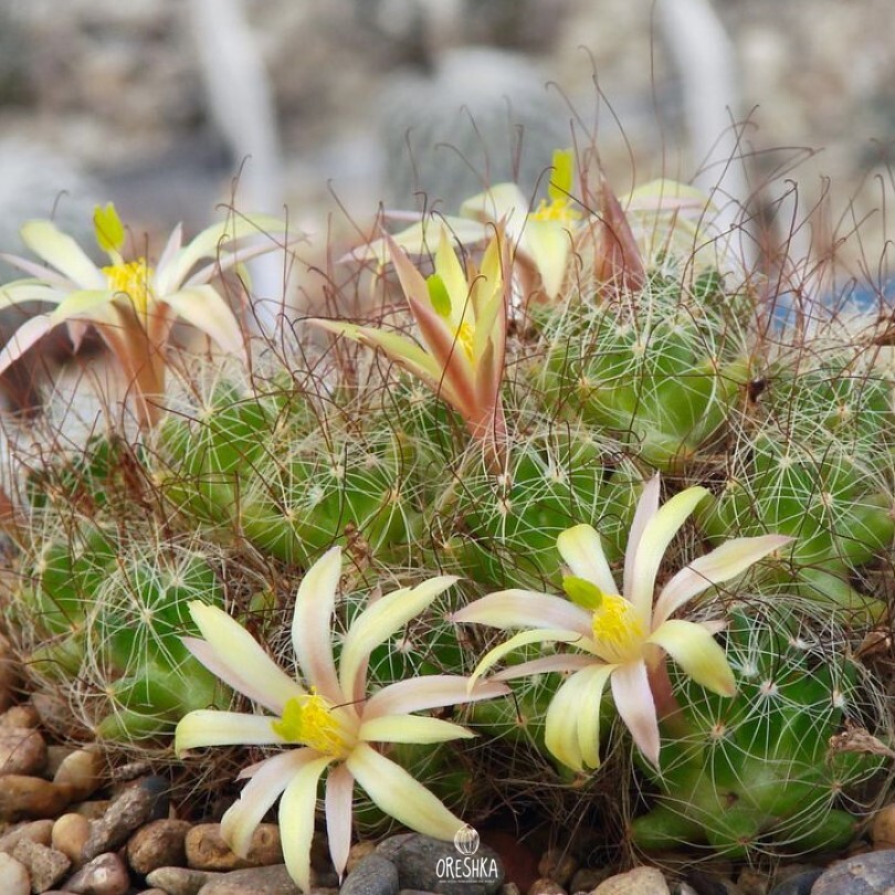 Seeds of Cactus Dolichothele surculosa (Dolichothele surculosa) — 10 pcs