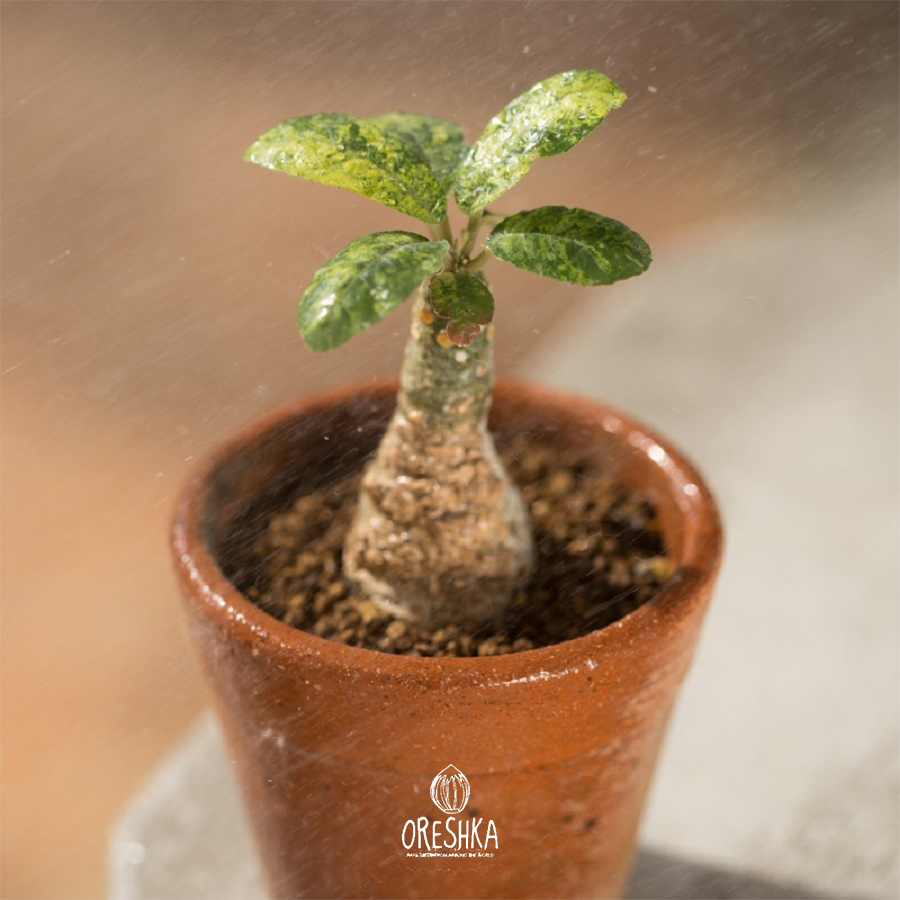 Seeds of Succulent Dorstenia foetida (Dorstenia foetida) — 10 pcs