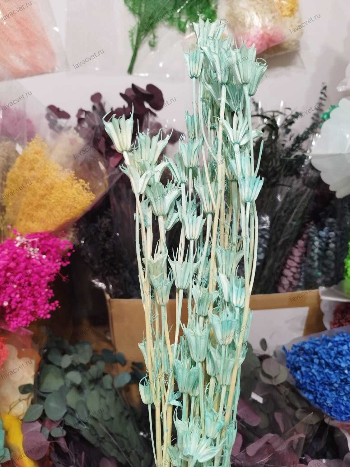 нигелла голубая