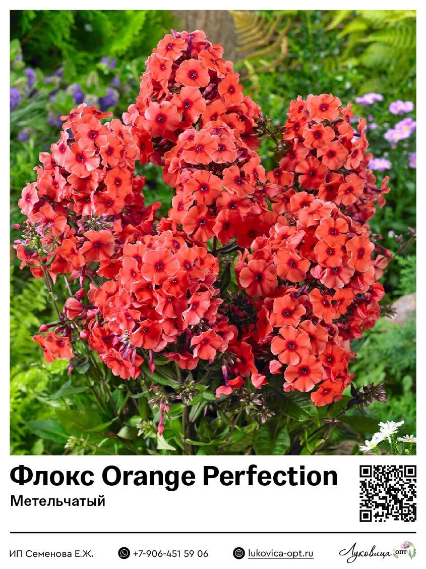 Флокс Orange Perfection (Метельчатый) 1 шт