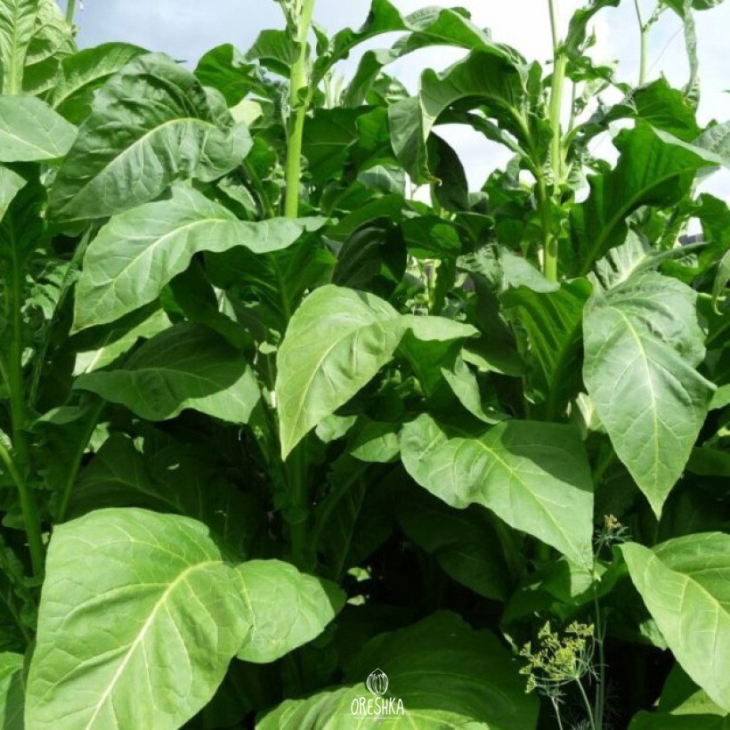 Seeds of Tobacco Havana tobacco 142 (Nicotiana tabacum) — 300 pcs
