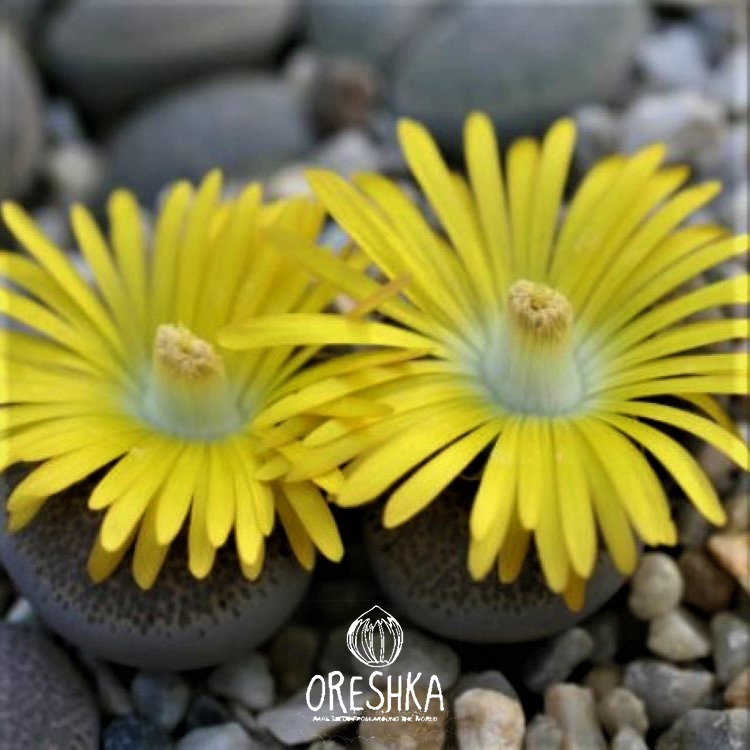 Seeds of Succulent Lithops terricolor Peersii C-376 (Lithops terricolor Peersii C-376) — 10 pcs