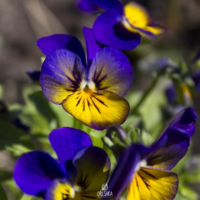 Seeds of Wild Pansy (Viola tricolor) — 100 pcs