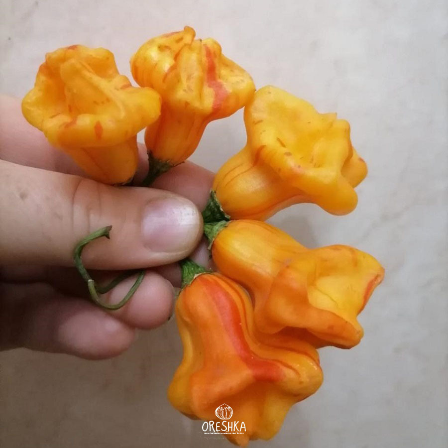 Hot pepper collection — rare Capsicum varieties