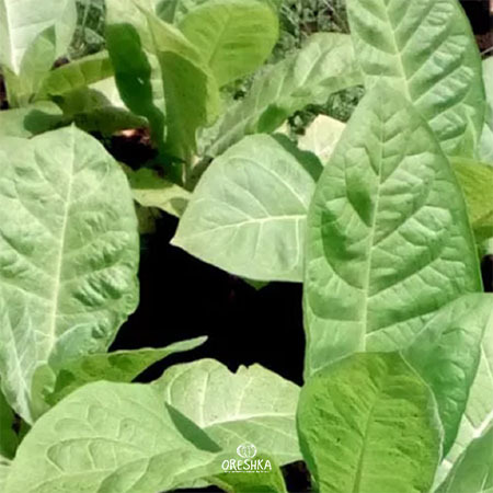 Seeds of Tobacco Burley 46 (Nicotiana tabacum) — 300 pcs