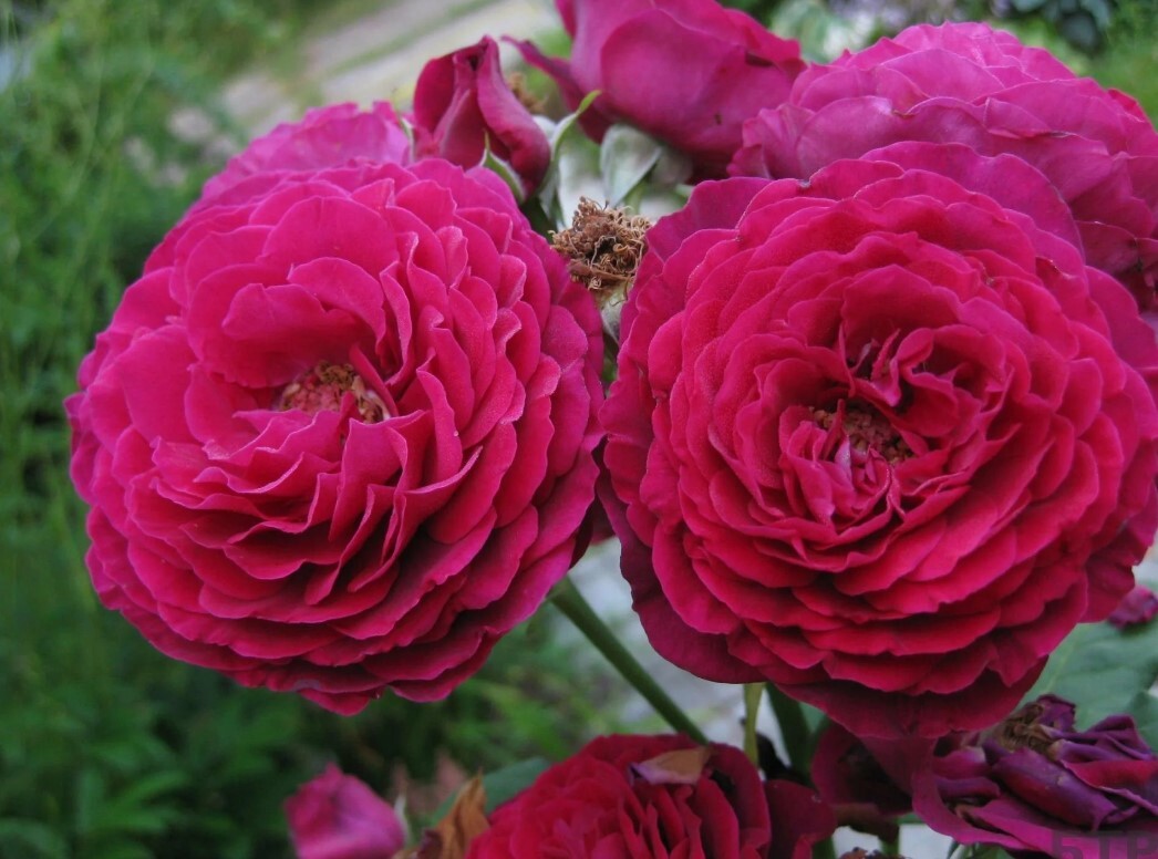 Графин фон Харденберг Розы. Декоративноцветущие луковицы, рассада и саженцы