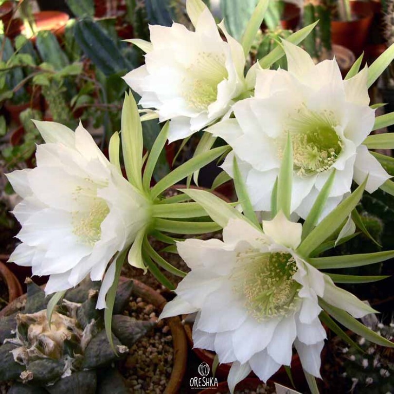 Seeds of Cactus Echinopsis subdenudata (Echinopsis subdenudata) — 10 pcs