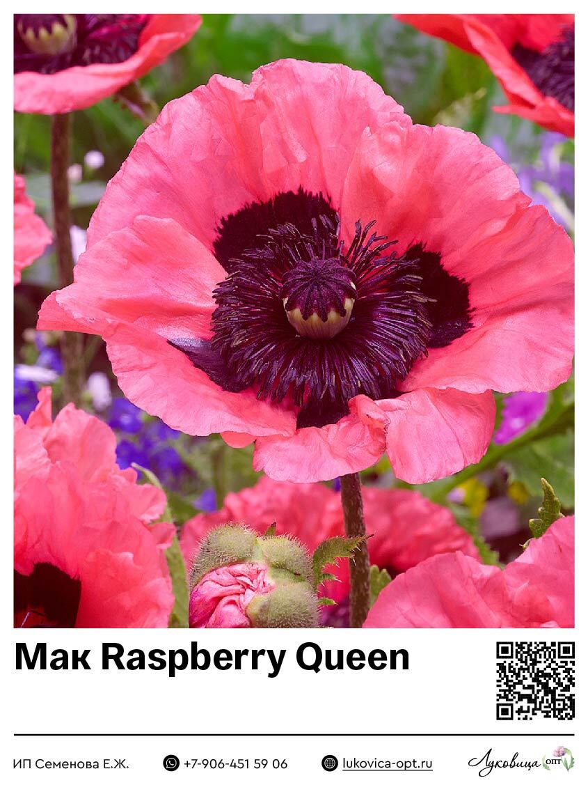 Мак Raspberry Queen