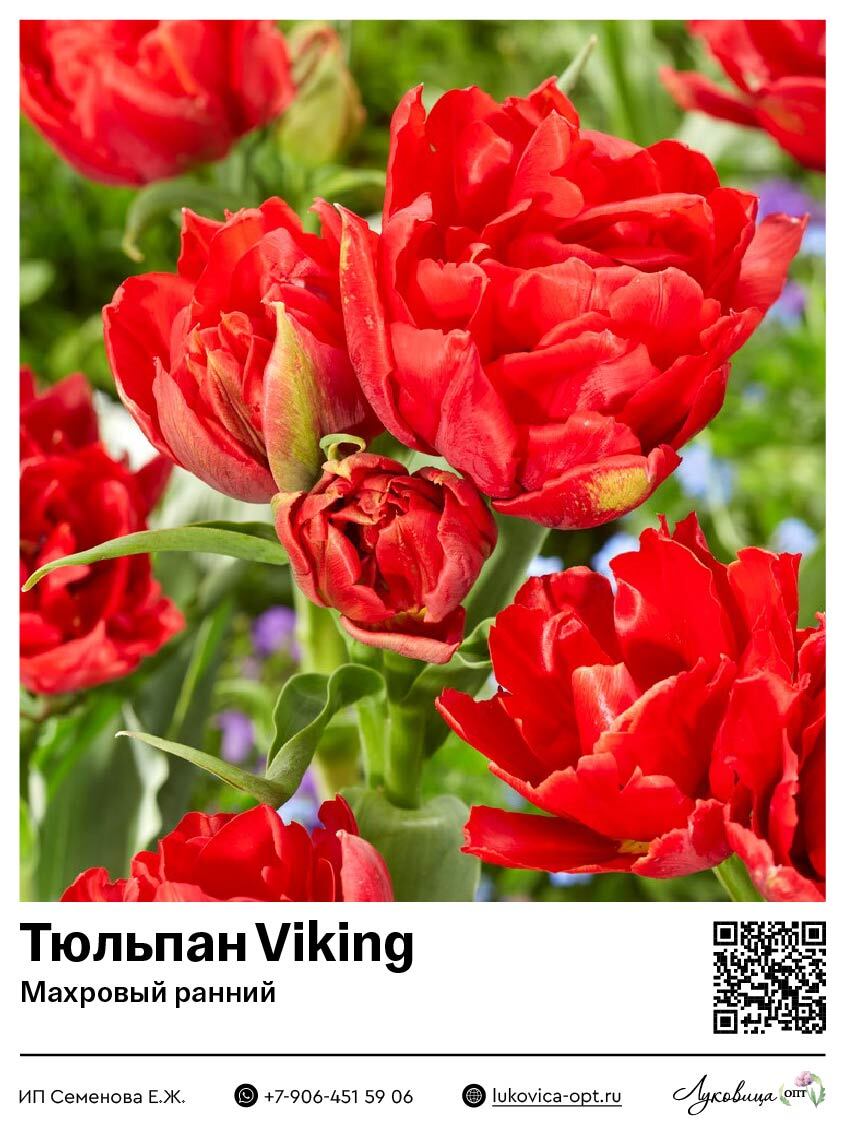 Тюльпан Viking (Махровый ранний)