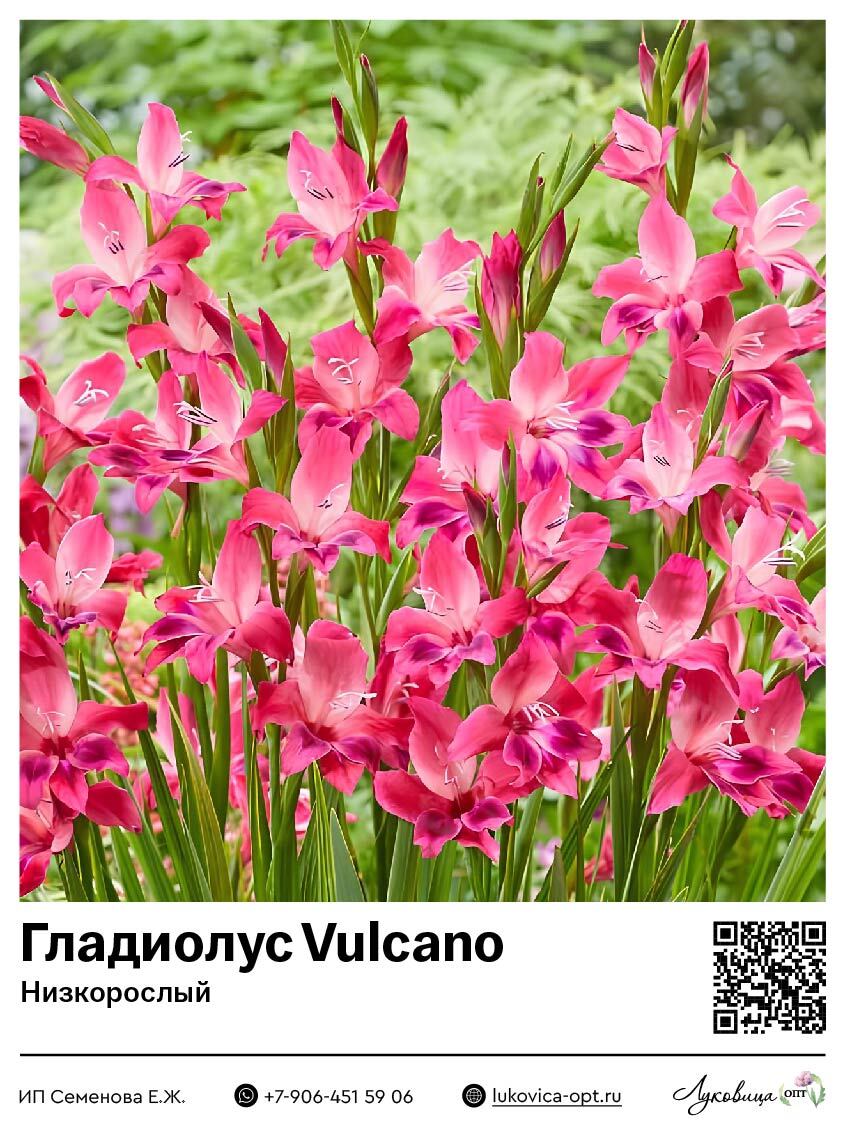 Гладиолус Vulcano (Низкорослый) 5 шт
