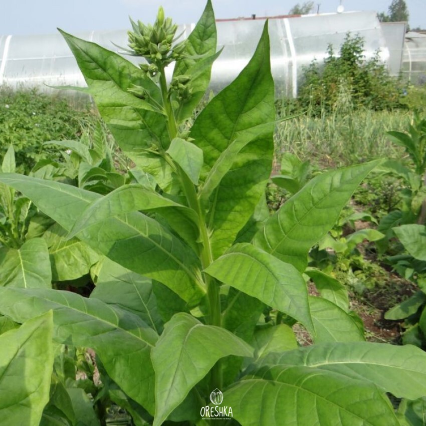 Seeds of Turkish tobacco (Ushakov) (Nicotiana tabacum) — 300 pcs