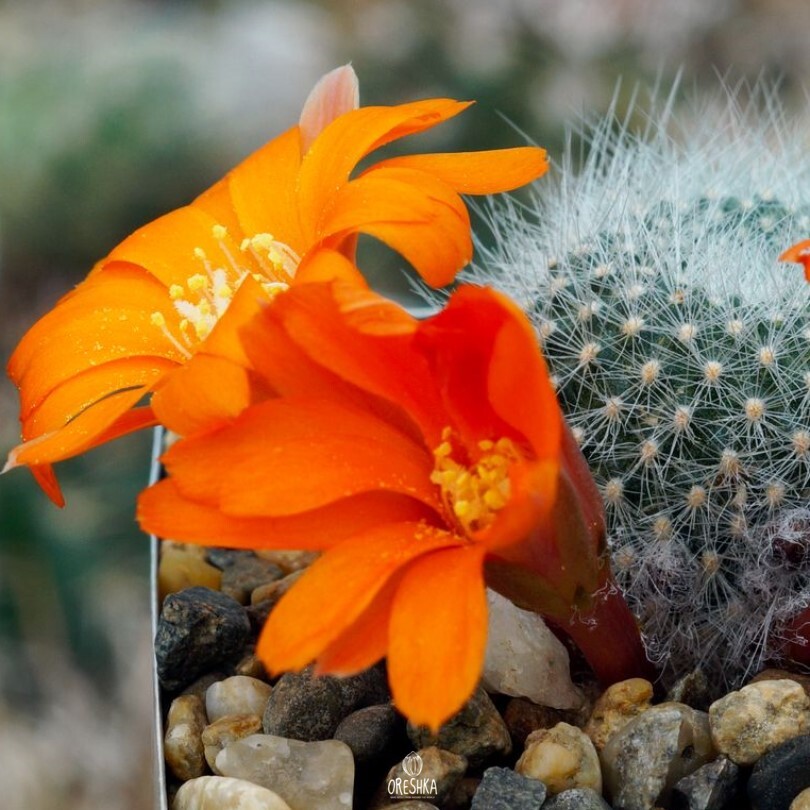 Seeds of Cactus Aylostera muscula VG 949 (Aylostera muscula VG 949) — 10 pcs