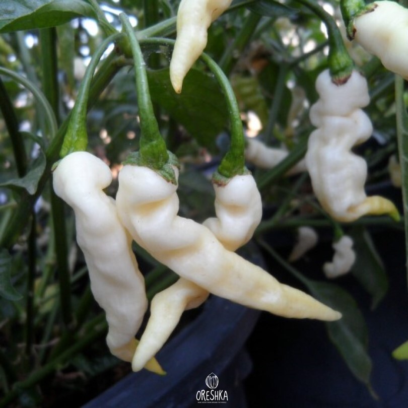 Seeds of Hot pepper Murupi (Capsicum) — 5 pcs