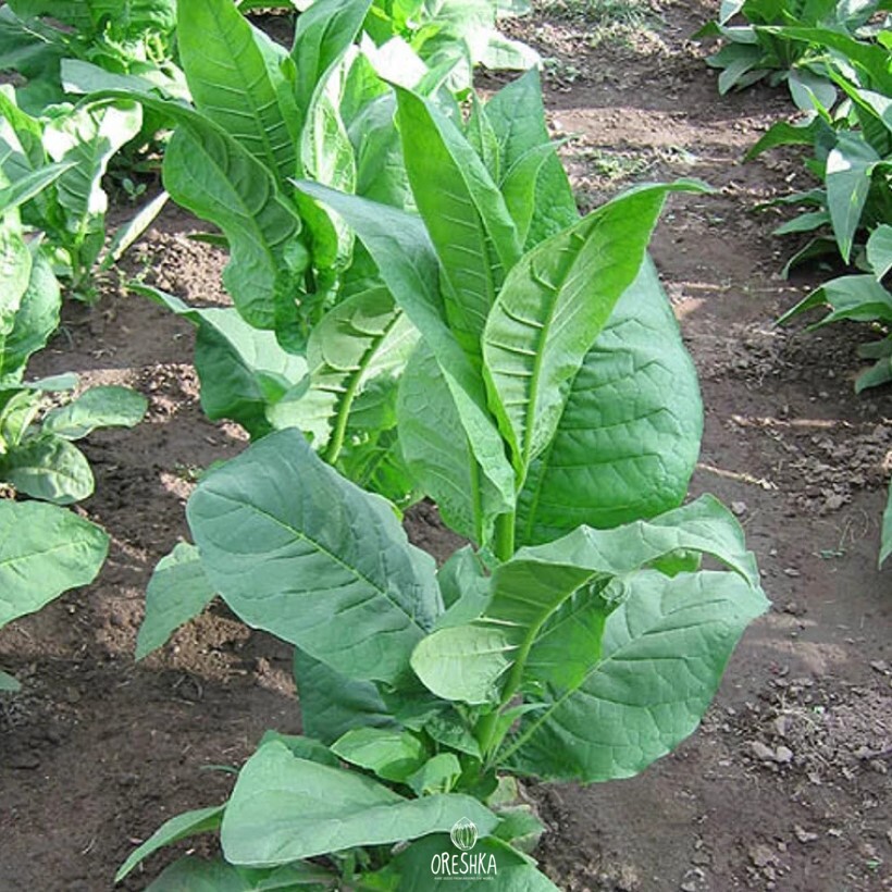 Seeds of Tobacco southern beauty (Nicotiana tabacum) — 300 pcs