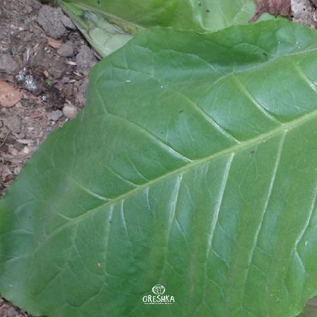 Seeds of Tobacco Vuelta Abajo (Nicotiana tabacum) — 300 pcs