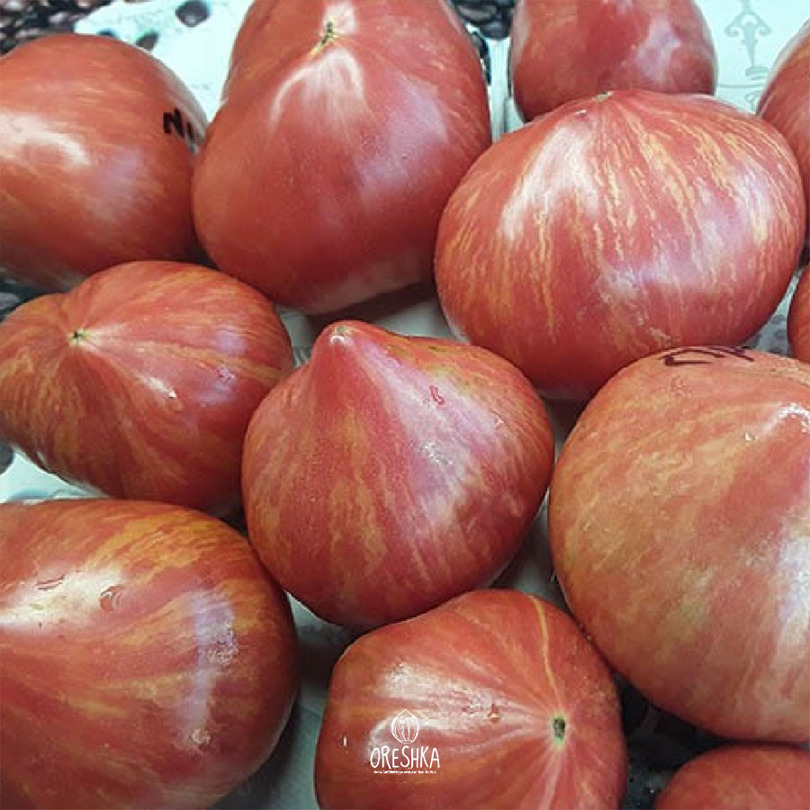 Crushed Heart tomato plant greenhouse 1.8m indeterminate truss fruits