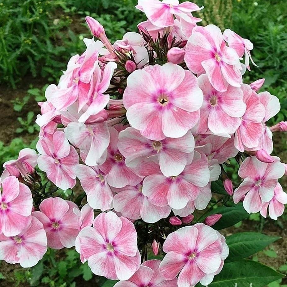 Флокс алиса фрейндлих фото и описание Флокс Алиса Фрейндлих
