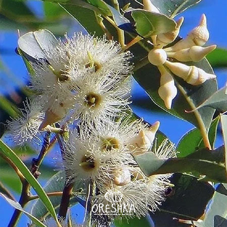 Seeds of Eucalyptus red forest (Eucalyptus tereticornis) — 500 pcs