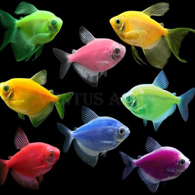 Комплект Тернеция glofish 7 цветов размер M