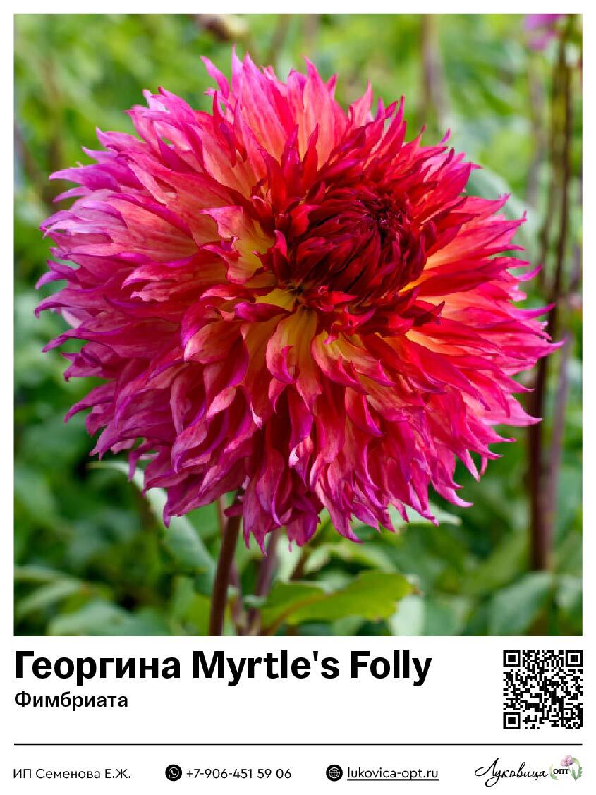 Георгина Myrtle's Folly (Фимбриата) 1 шт