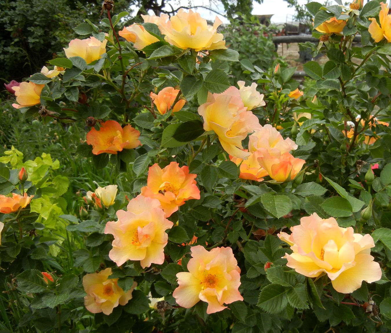 Морден санрайз канадская роза описание фото