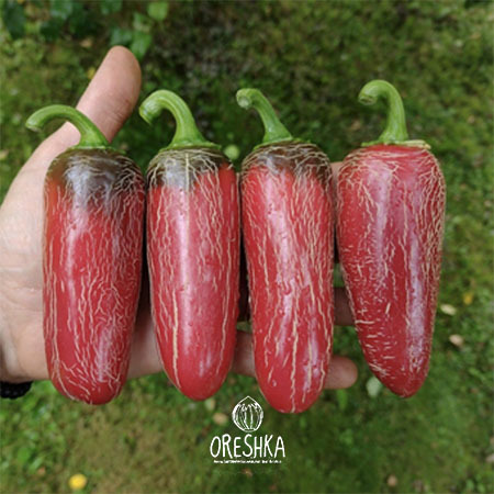Seeds of Hot pepper Jalapeno Chichimeca (Capsicum) — 5 pcs