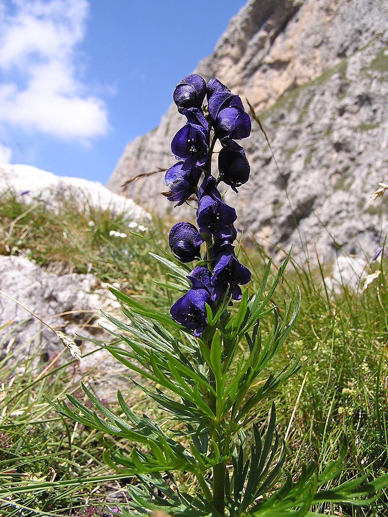 Aconitum napellus - Данный препарат не является наркотическим средством, психотропным и сильнодействующим веществом.