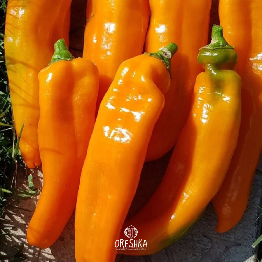Seeds of Sweet Ramiro Orange pepper (Capsicum)