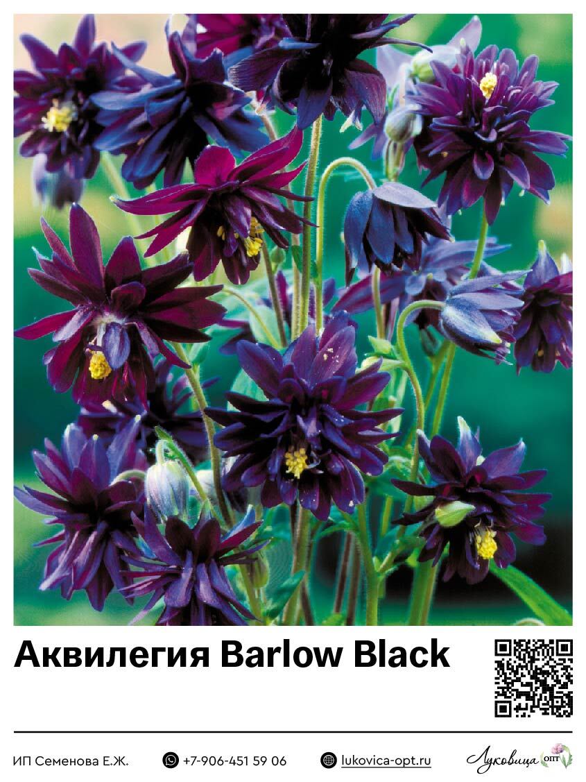 Аквилегия Barlow Black 1 шт