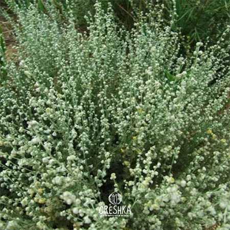 Seeds of Cold wormwood — 200 pcs
