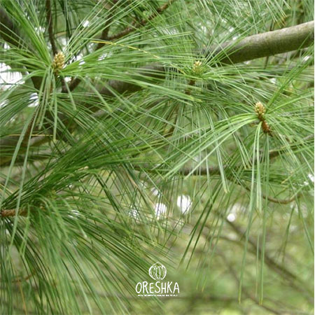 Seeds of Himalayan blue pine Excelsa (Pinus wallichiana Excelsa) — 15 pcs