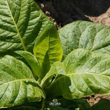 Seeds of Shag Serebryanka (Nicotiana tabacum) — 300 pcs