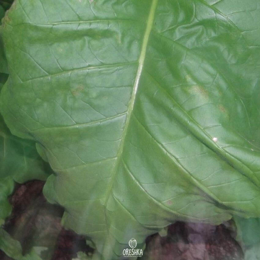 Seeds of Tobacco suifu (Nicotiana tabacum) — 300 pcs