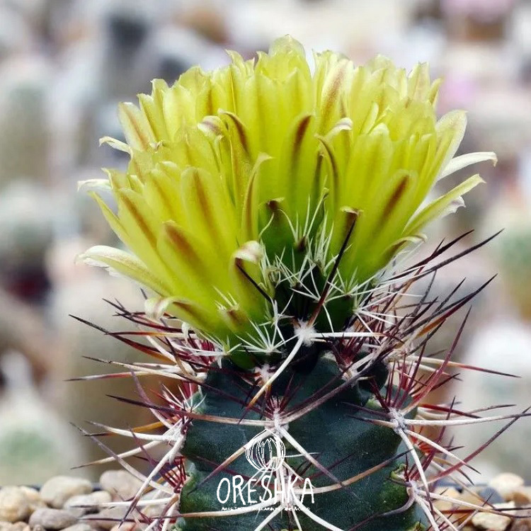 Seeds of Cactus Echinocereus mix (Echinocereus mix) — 10 pcs
