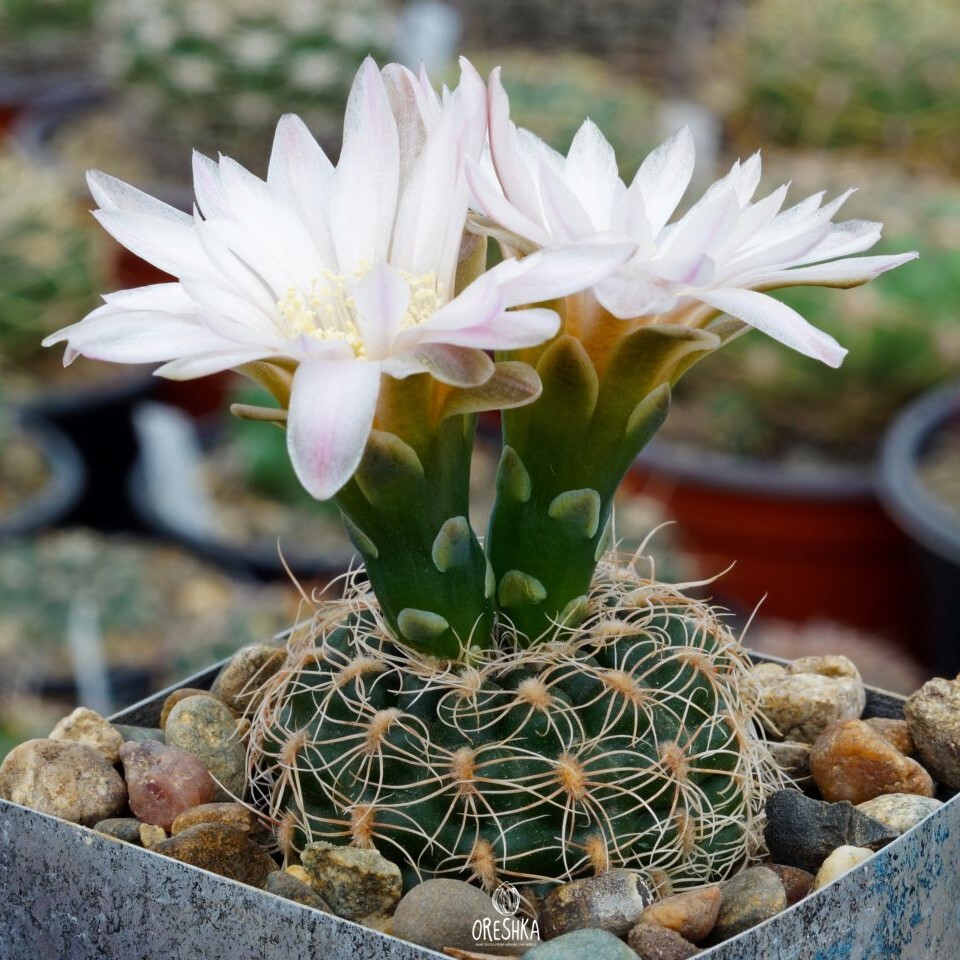 Seeds of Cactus Gymnocalycium bruchii VG 278 (Gymnocalycium bruchii VG 278) — 10 pcs