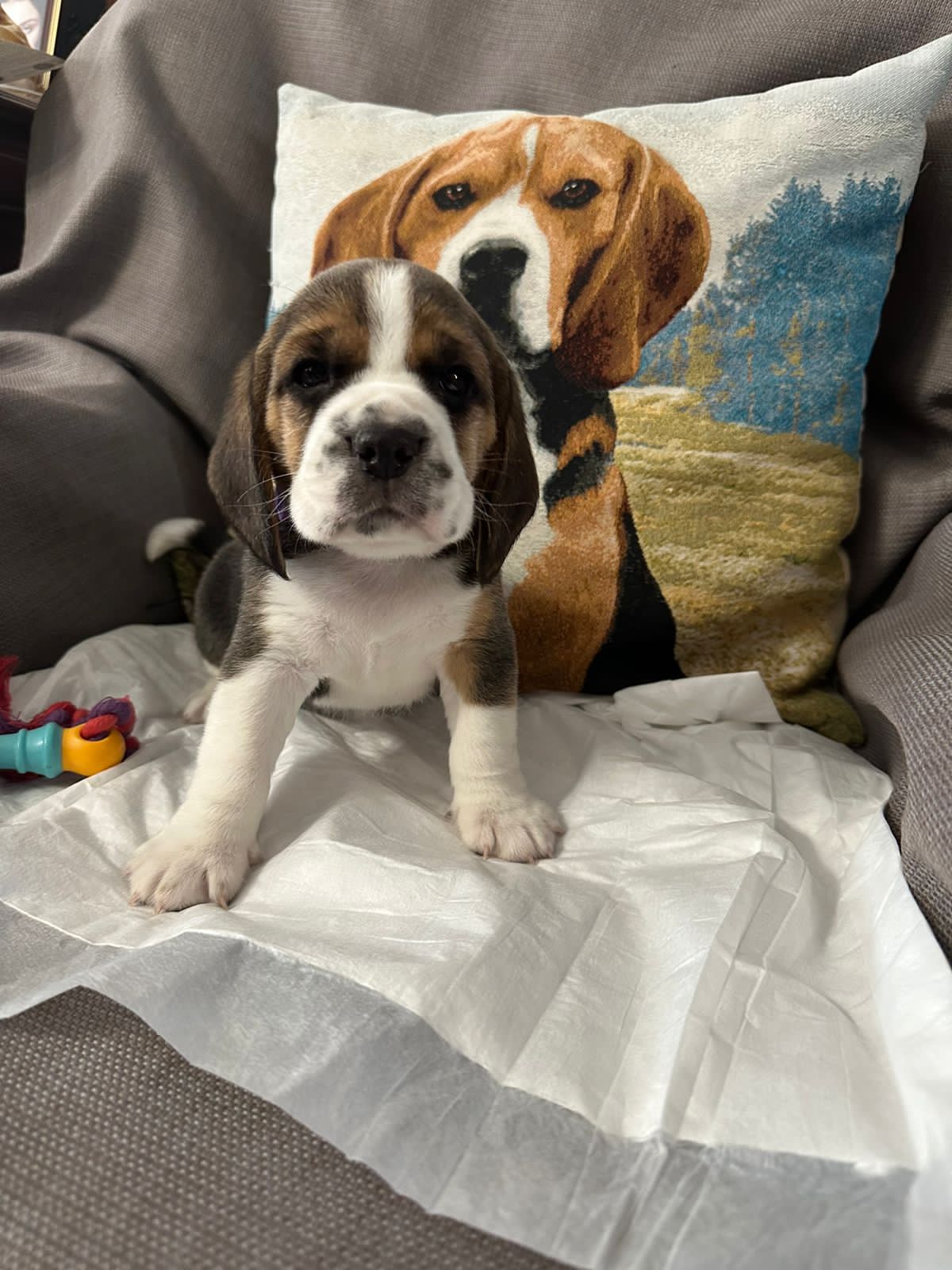 Купить щенка бигля