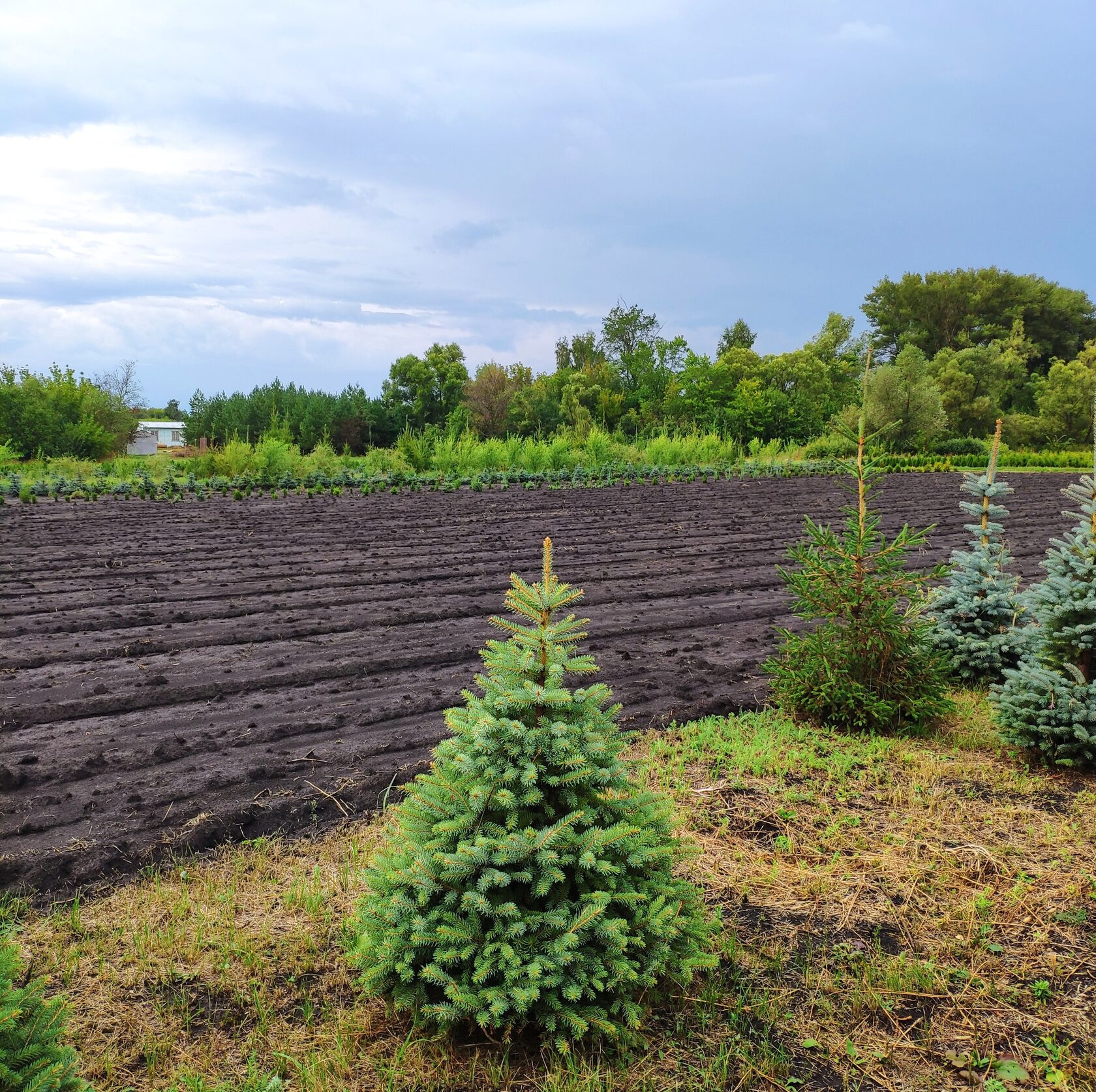 Ель Колючая Сизая/ Зелёная