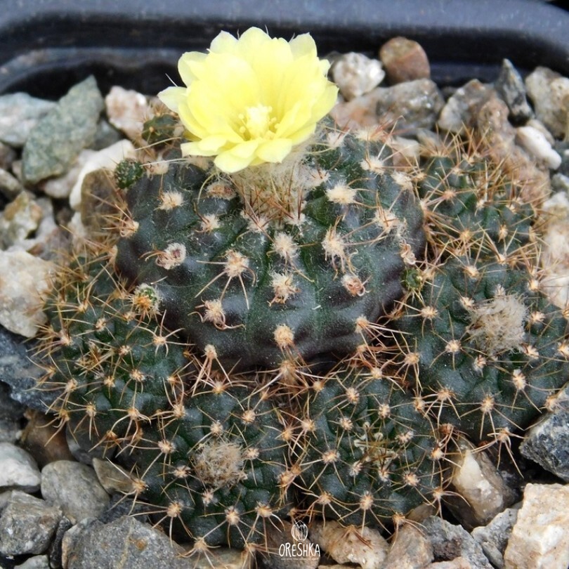 Seeds of Cactus Frailea caveraensis HU 298 (Frailea caveraensis HU 298) — 10 pcs