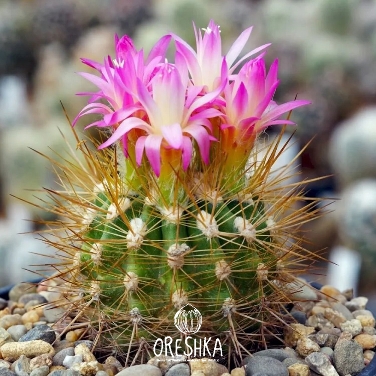 Seeds of Cactus Neoporteria mix (Neoporteria mix) — 10 pcs
