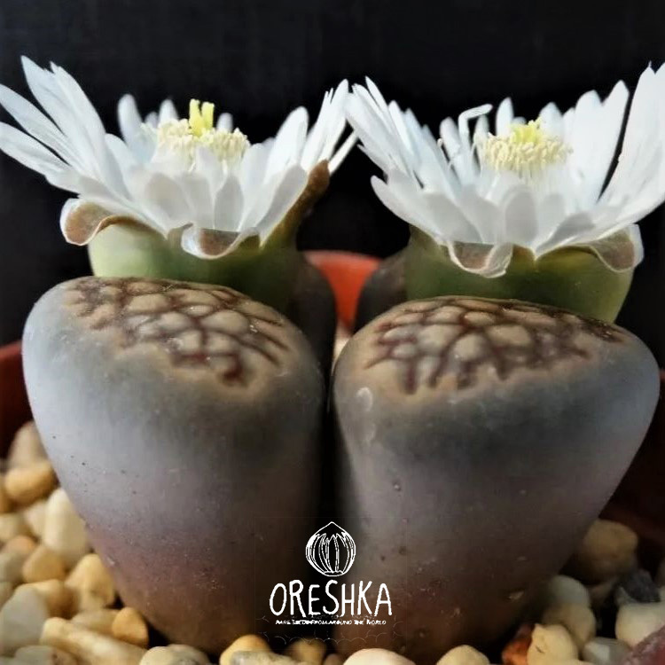 Seeds of Succulent Lithops hallii mix (Lithops hallii mix) — 10 pcs