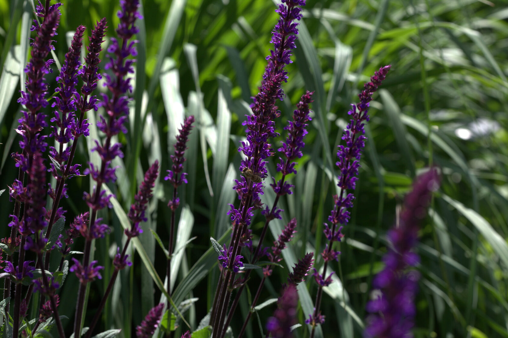 Шалфей Дубравный Карадонна купить в Москве | Питомник деревьев Green Space