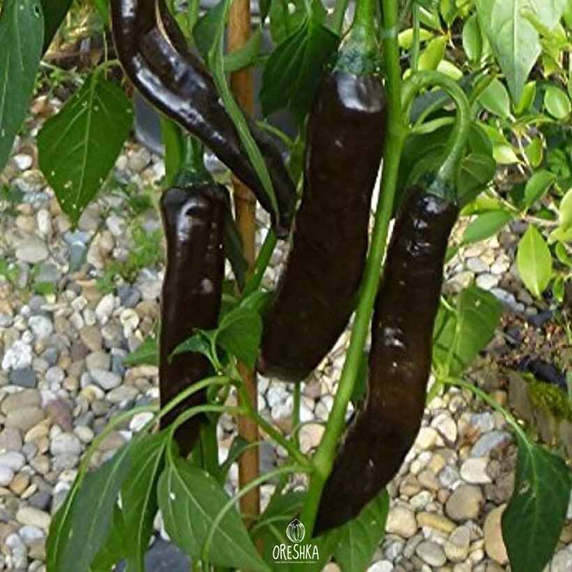 Seeds of Hot pepper Negro de Valle (Capsicum) — 5 pcs
