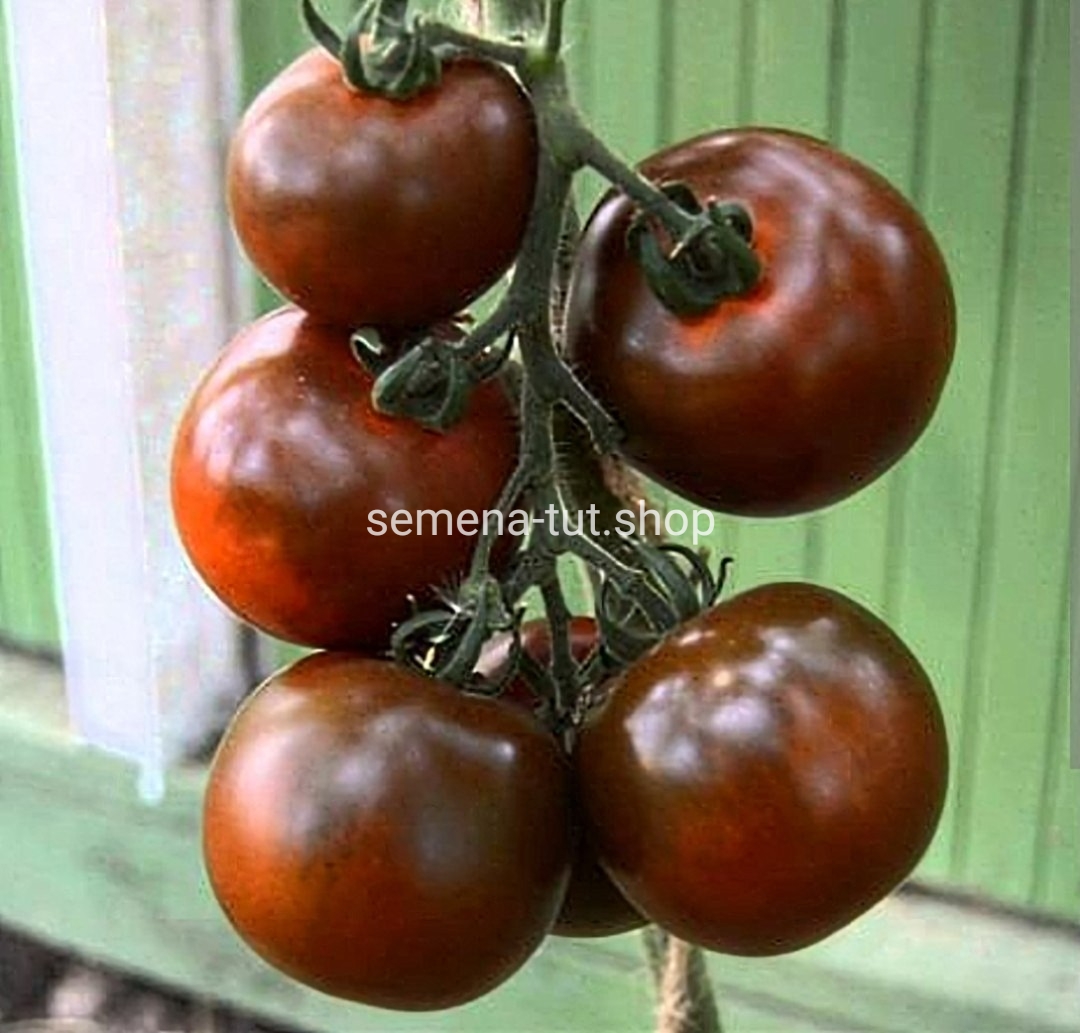 помидоры черный принц фото