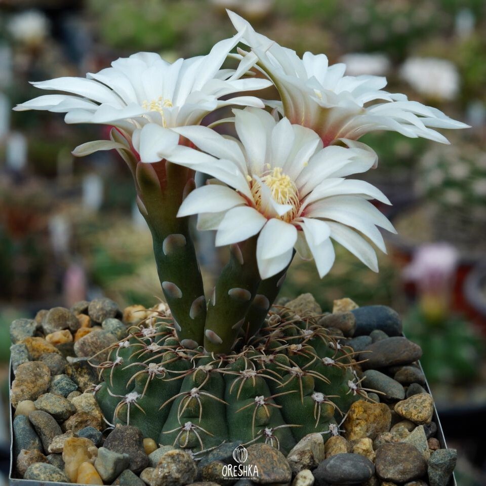 Seeds of Cactus Gymnocalycium quehlianum JO 306 (Gymnocalycium quehlianum JO 306) — 10 pcs