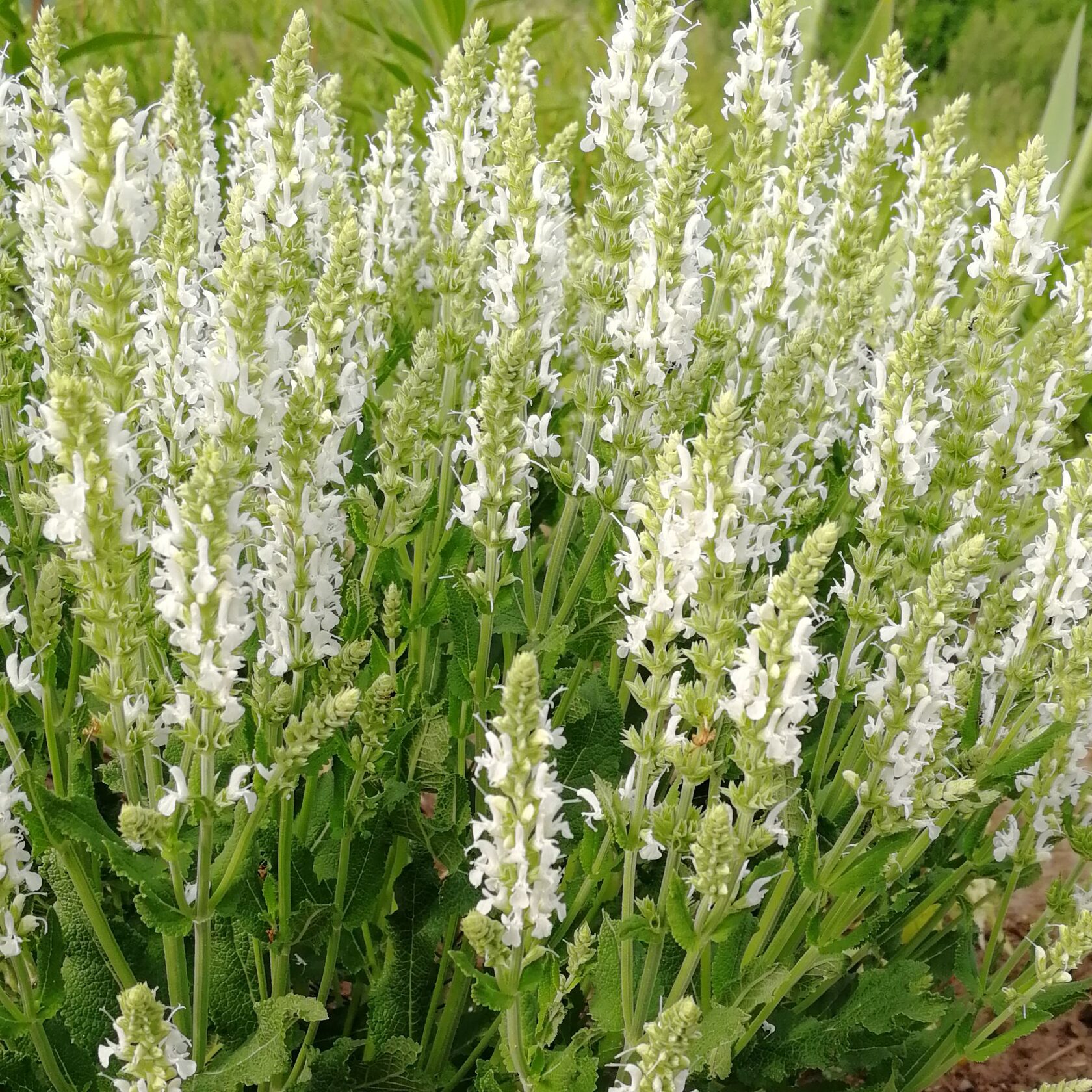 Шалфей Salvia Bumbleberry