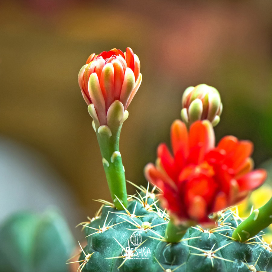 Seeds of Cactus Pyrrhocactus mix (Pyrrhocactus mix) — 10 pcs