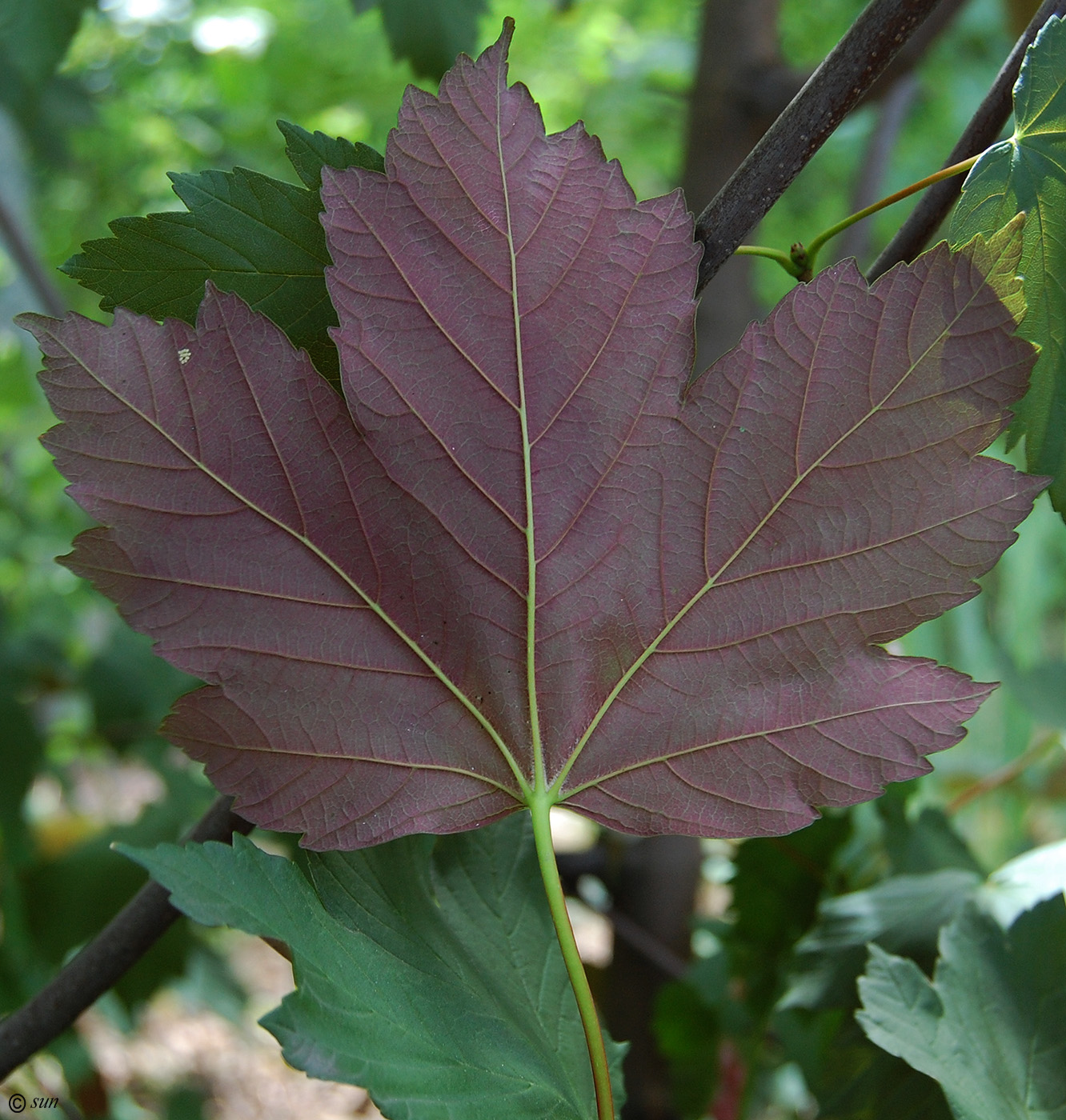 Acer pseudoplatanus 'Worley'