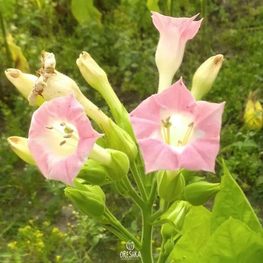 Seeds of Tobacco burley 9/10 (Nicotiana tabacum) — 300 pcs